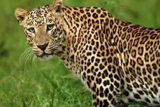 LEOPARD TERROR IN LAKSAR