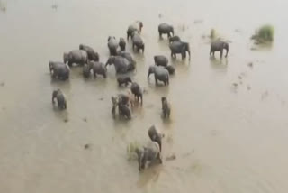 Wild elephants search for food outside Kaziranga National Park