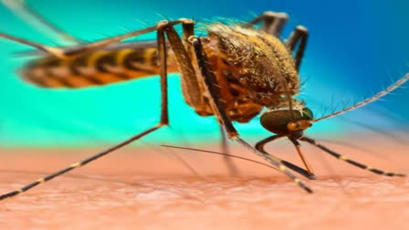 Malaria cases in Bilaspur Four patients found one is critical