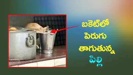 Cat Drinking Curd in JNTU Canteen