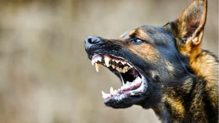 പിഞ്ചുകുഞ്ഞ് കൊല്ലപ്പെട്ടു  STRAY DOG ATTACK CASES  തെരുവ് നായ ആക്രമണം  2 year old boy dies