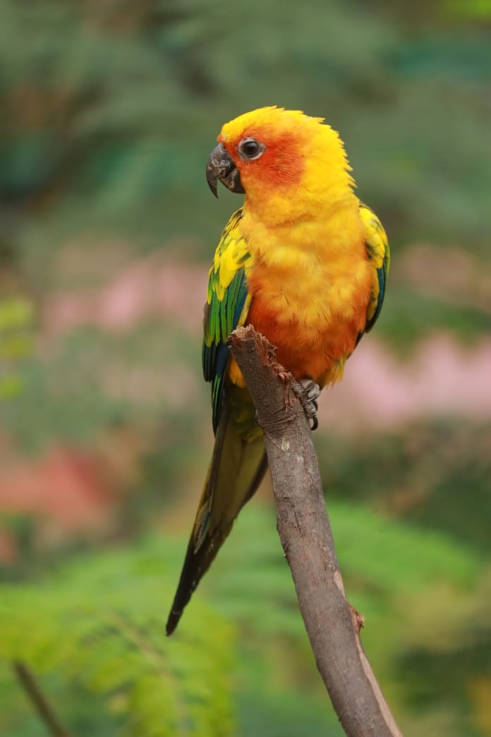 sun canyon bird parrot