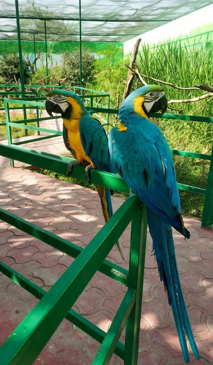 blue gold macaw parrot