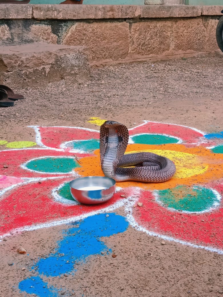 નાગ,કાળોતરો, ચિતલ અને ફુરસો સાપ છે ઝેરી