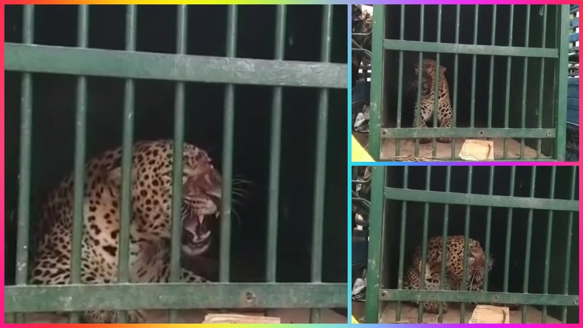 Another Leopard_Trapped_in_Cage_at_Tirupati