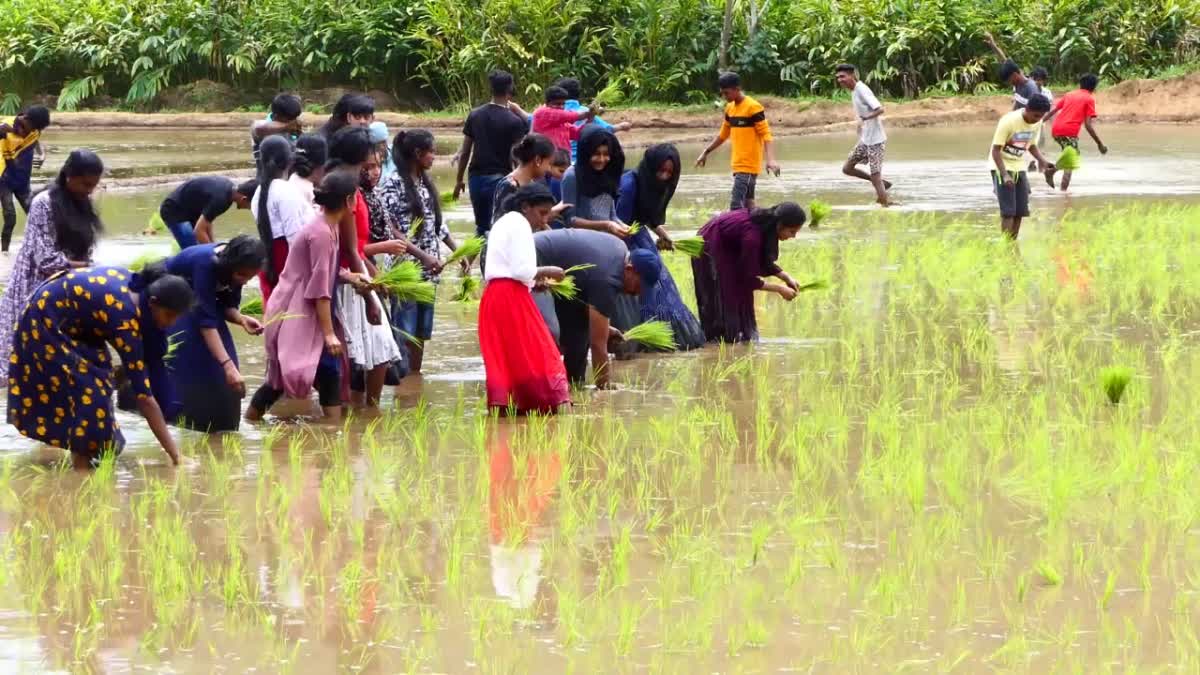 പൊന്നിന്‍ ചിങ്ങത്തെ വരവേറ്റ് കുട്ടികര്‍ഷകര്‍  ഇത് പ്രതീക്ഷകളുടെ കൃഷി പാഠം  ചിങ്ങപ്പുലരിയെ വരവേറ്റ് കുട്ടികര്‍ഷകര്‍  ചിങ്ങത്തെ വരവേറ്റ് വിദ്യാര്‍ഥികള്‍  നടീല്‍ ഉത്സവം  സേനാപതി മാർ ബേസിൽ വെക്കേഷണൽ ഹയർ സെക്കണ്ടറി  ശാന്തൻപാറ  ഇടുക്കി വാര്‍ത്തകള്‍  ഇടുക്കി ജില്ല വാര്‍ത്തകള്‍  ഇടുക്കി പുതിയ വാര്‍ത്തകള്‍  kerala news updates  latest news in kerala  Students conducted Planting festival in Idukki  Planting festival in Idukki  Students Planting festival in Idukki