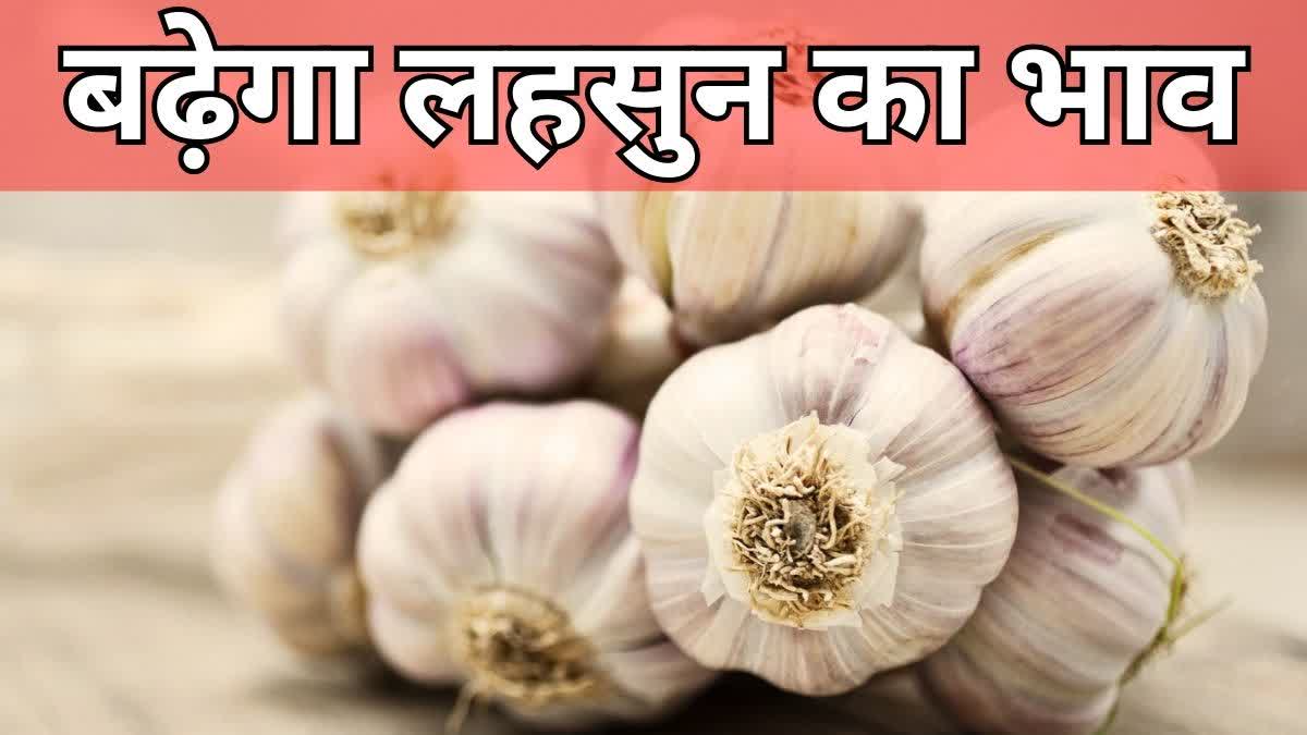 Rajasthan Latest News  kota latest news  ETV Bharat Rajasthan News  Rajasthan Hindi News  कोटा ग्रेन एंड सीड्स मर्चेंट एसोसिएशन  kota grain and seeds merchant association  भामाशाह कृषि उपज मंडी  Agriculture news  Rajasthan Agriculture news  रिकॉर्ड स्तर पर बढ़ेंगे लहसुन के दाम  महंगा बीज खरीदने को मजबूर होंगे किसान  Garlic prices will increase at record level  farmers will be forced to buy expensive seeds  लहसुन 300 रुपए प्रति किलो  खरीफ की फसल की बुवाई  लहसुन का उत्पादन  कोटा में लहसुन का उत्पादन  उद्यानिकी विभाग के उपनिदेशक आनंदीलाल मीणा  Rajasthan Garlic Farmers  Rajasthan Garlic Farmers