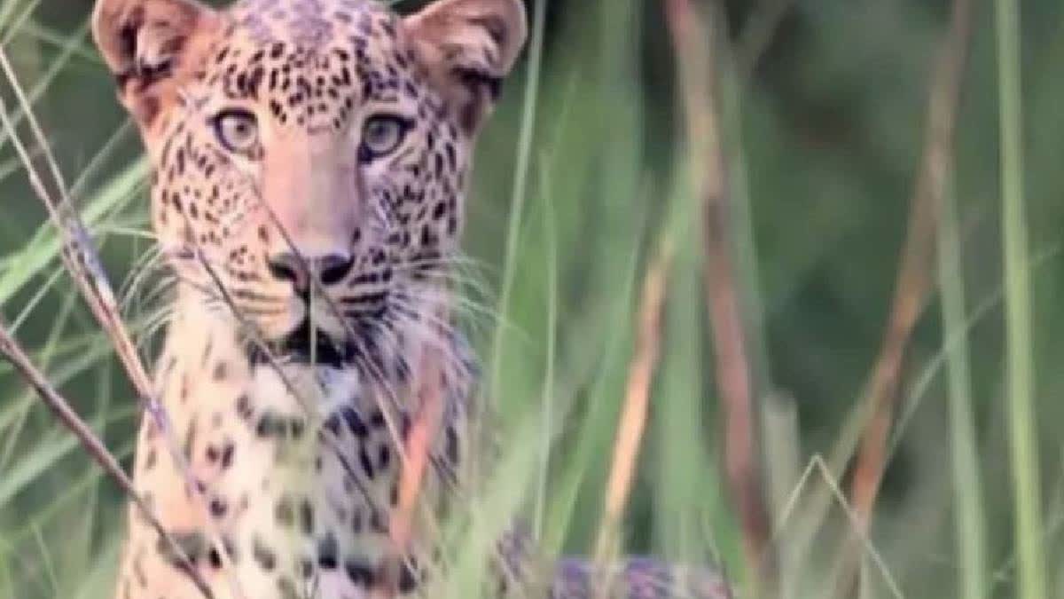 Another leopard captured in Tirumala walkway