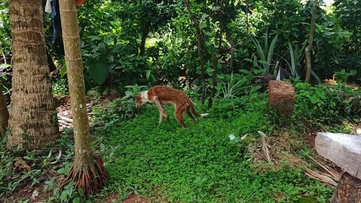 cow-died-after-eating-poisonous-food-in-ullala-talappady