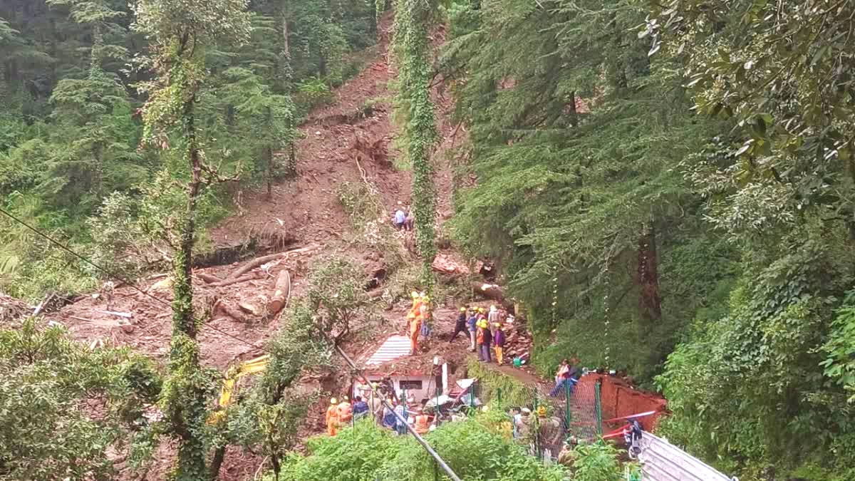 Deodar Tree in Shimla