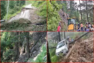 Deodar Tree in Shimla