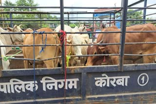formed committee for stray cattle