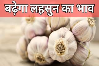 Rajasthan Latest News  kota latest news  ETV Bharat Rajasthan News  Rajasthan Hindi News  कोटा ग्रेन एंड सीड्स मर्चेंट एसोसिएशन  kota grain and seeds merchant association  भामाशाह कृषि उपज मंडी  Agriculture news  Rajasthan Agriculture news  रिकॉर्ड स्तर पर बढ़ेंगे लहसुन के दाम  महंगा बीज खरीदने को मजबूर होंगे किसान  Garlic prices will increase at record level  farmers will be forced to buy expensive seeds  लहसुन 300 रुपए प्रति किलो  खरीफ की फसल की बुवाई  लहसुन का उत्पादन  कोटा में लहसुन का उत्पादन  उद्यानिकी विभाग के उपनिदेशक आनंदीलाल मीणा  Rajasthan Garlic Farmers  Rajasthan Garlic Farmers