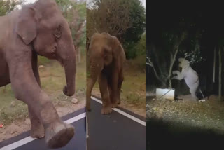 elephant video