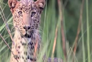 Another leopard captured in Tirumala walkway