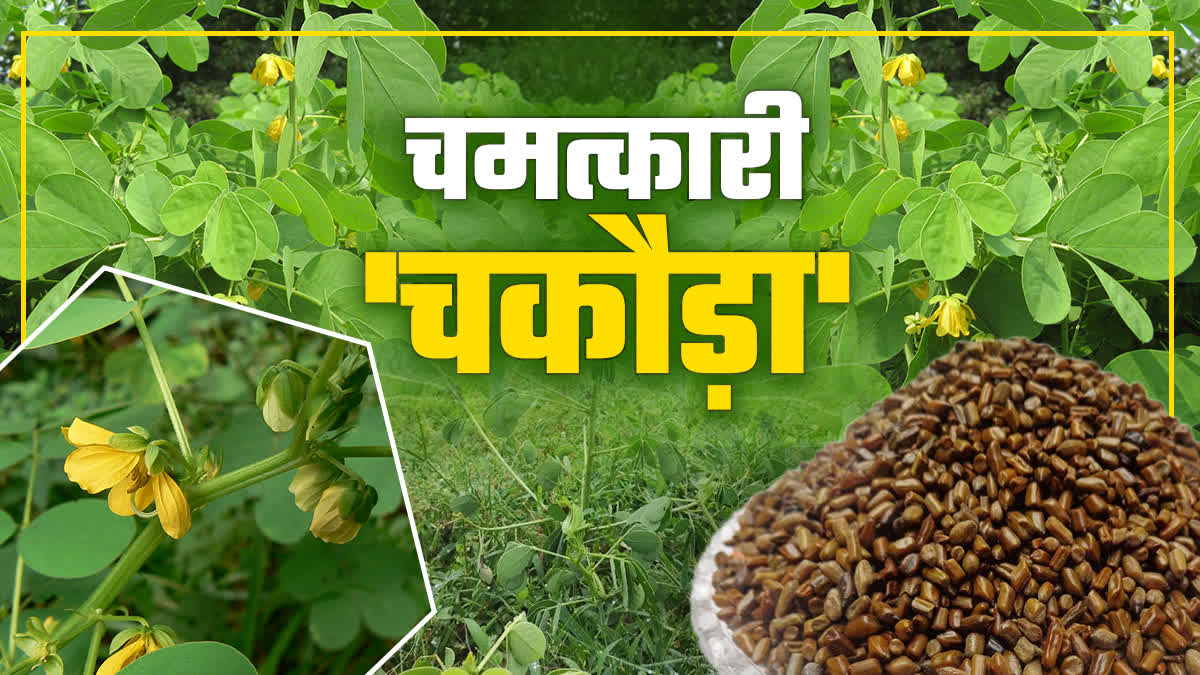 Medicinal Plant Chakoda Know uses