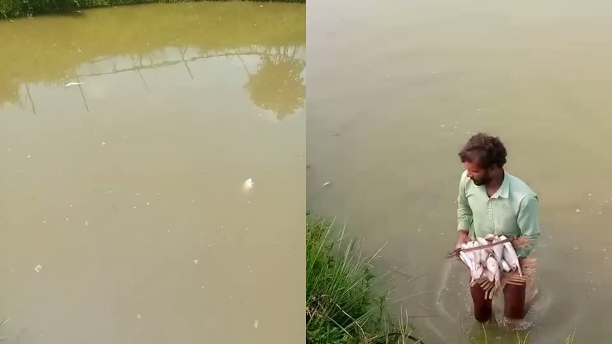 Fishes die due to poison in Banka