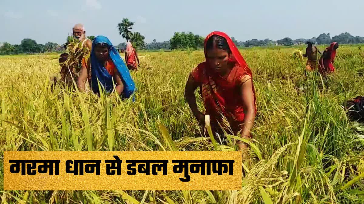 GARMA DHAAN CULTIVATION