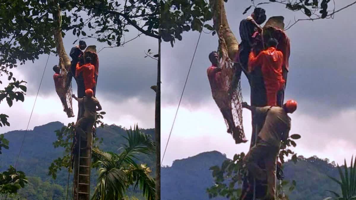 MAN STUCK IN TREE IN ADIMALI  മരത്തിൽ കുടുങ്ങിയ ആളെ രക്ഷിച്ചു  അടിമാലി യുവാവ് മരത്തിൽ കുടുങ്ങി  MAN GOT STUCK IN TREE WHILE CUTTING