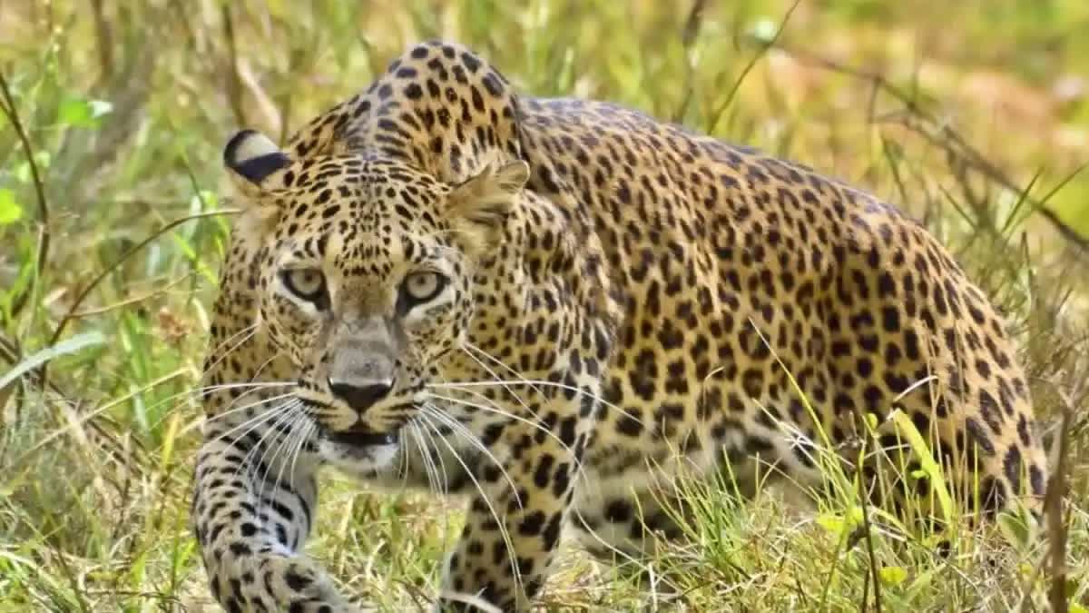 Leopard terror in Bagaha