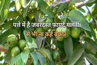 Guava leaves benefits