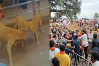 3 DOGS ENTERED MAHAKAL TEMPLE