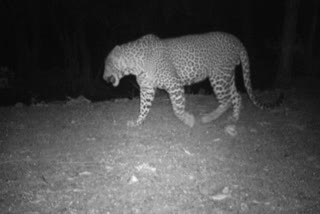 Leopard camping in Ghana for 9 months