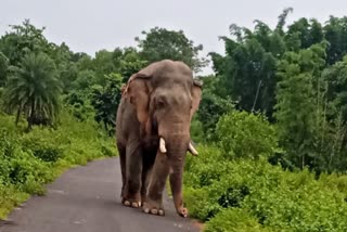 ELEPHANT ATTACK IN JHARGRAM