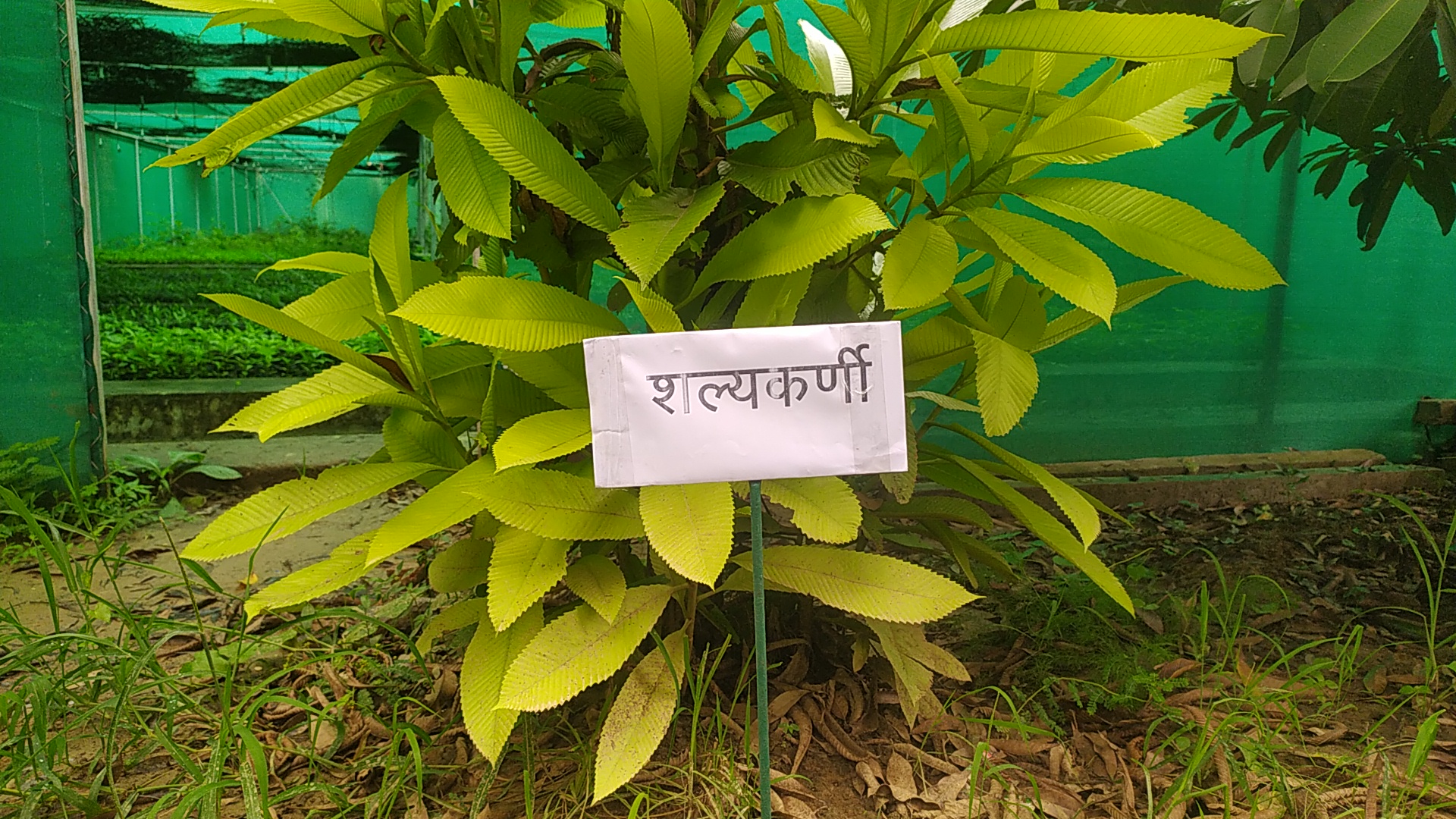 Shalyakarni Medicinal Plant