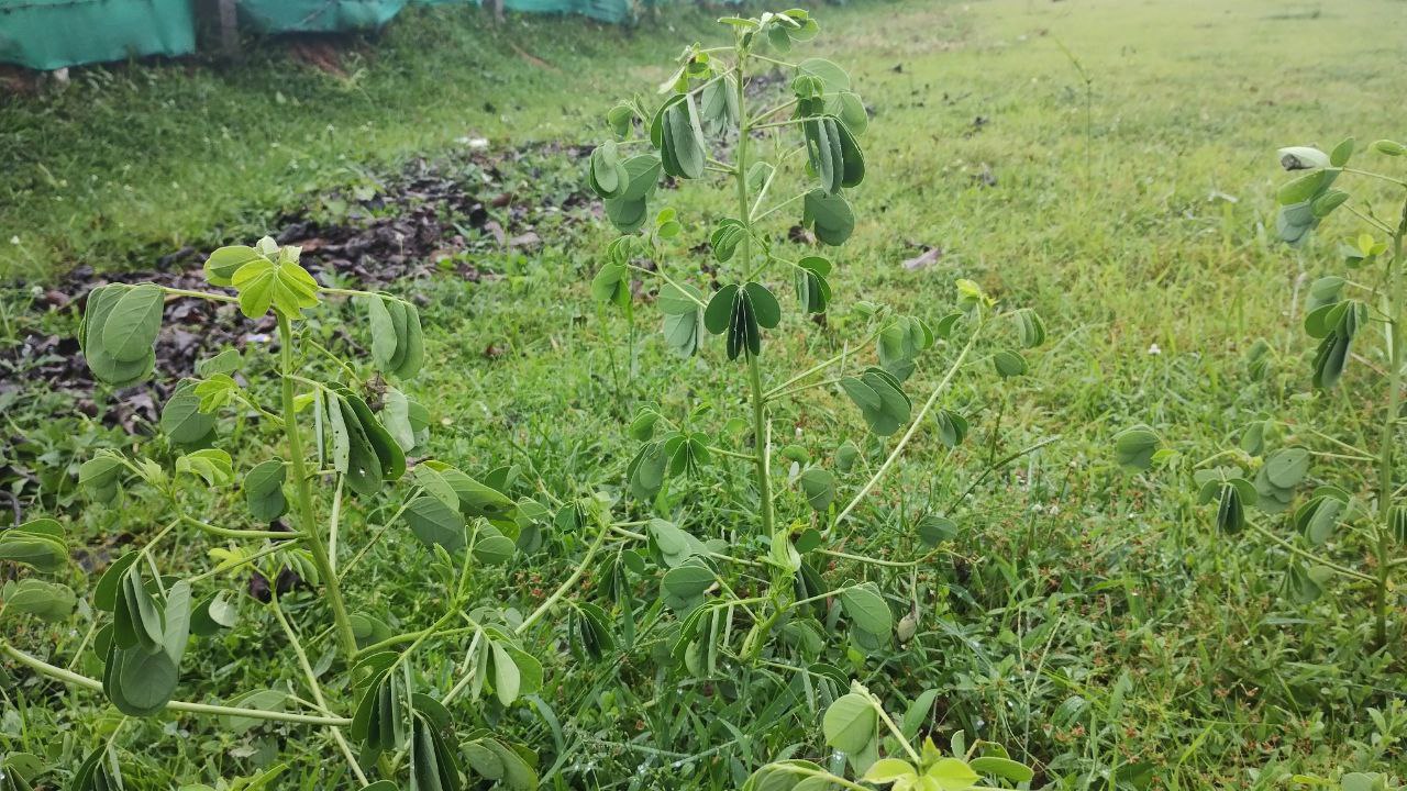 Chakoda Seeds Medicinal Use Cassia Tora