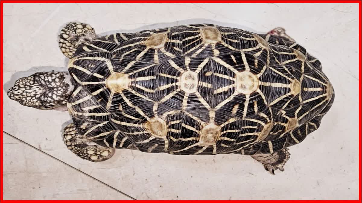 Star Tortoise in Karad