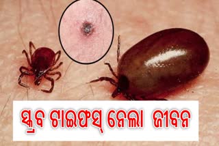 ସ୍କ୍ରବ ଟାଇଫସ ନେଲା ଜଣଙ୍କ ଜୀବନ