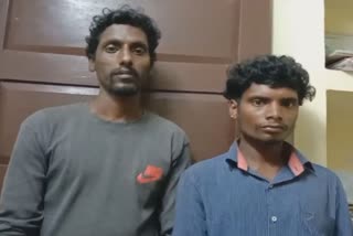 Two Arrested With Two Kilos Of Ivory  Two Arrested With Two Kilos Of Ivory In Peerumedu  Two Arrested With Ivory In Parunthumpara  Two Kilos Of Ivory In Peerumedu Parunthumpara  Two Kilos Of Ivory Two Arrested  Ivory case  രണ്ട് കിലോ തൂക്കം വരുന്ന ആനക്കൊമ്പുകളുമായ് പിടിയിൽ  വനം വകുപ്പിന്‍റെ പിടിയിൽ  ആനക്കൊമ്പുകളുമായ് രണ്ടുപേർ പിടിയിൽ  രണ്ട് കിലോ തൂക്കം വരുന്ന ആനക്കൊമ്പ്  പീരുമേട് പരുന്തുംപാറയിൽ നിന്നും ആനക്കൊമ്പുകളുമായി  വനം വകുപ്പിന്‍റെ ഇന്‍റലിജൻസ്‌ന്‍റെ പരിശോധന  വനം വകുപ്പ് ഇന്‍റലിജൻസിന് ലഭിച്ച രഹസ്യവിവരം  പിടിച്ചെടുത്തത് രണ്ട് കിലോ തൂക്കമുളള ആനക്കൊമ്പ്