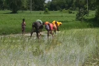 slow-rains-in-mahisagar-gave-life-to-the-maize-paddy-crop