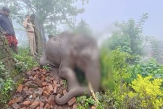 Wild elephant electrocuted while entering village in Tamil Nadu