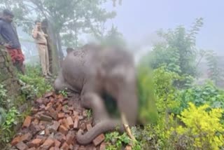 Elephant Dead Due to Electrocution  Elephant fell due to improper lifting of the poles  Forest department is conducting an investigation  വൈദ്യുത കമ്പിയിൽ കുടുങ്ങി ആന ചരിഞ്ഞു  വൈദ്യുതാഘാതമേറ്റ് ആന ചരിഞ്ഞു  വനംവകുപ്പ് അന്വേഷണം നടത്തിവരികയാണ്  ആന ചരിഞ്ഞത് കേരള തമിഴ്‌നാട് അതിർത്തിയിൽ  elephant died on the Kerala Tamil Nadu border  Elephant Dead  ആന ചരിഞ്ഞു