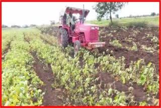 farmer turned plow on soybean crop