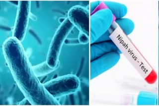Kerala Govt Measures On Nipah Virus Spread