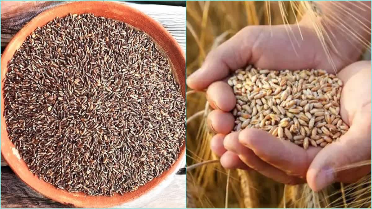 Black Wheat Production in MP