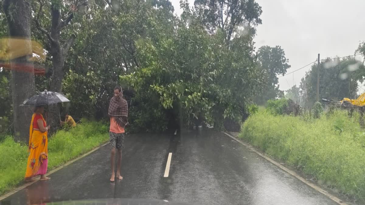 old-man-dies-due-to-falling-of-tree-branch-in-chatra