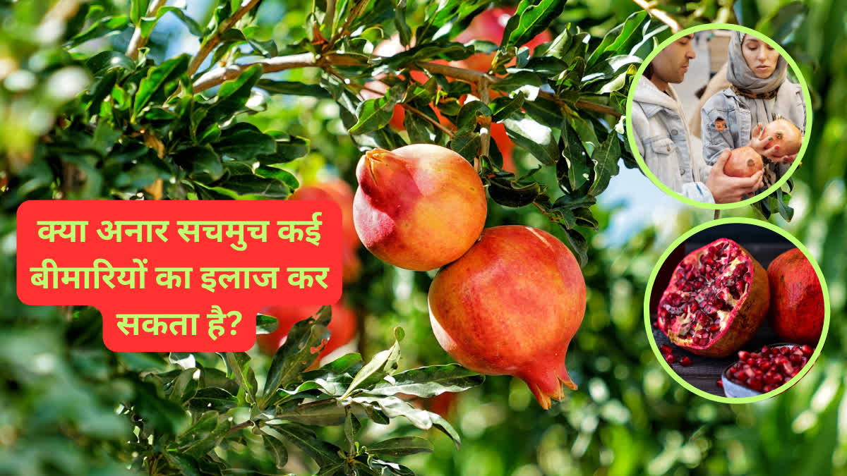 Health Benefits Of Pomegranate What happens if we eat pomegranate daily?