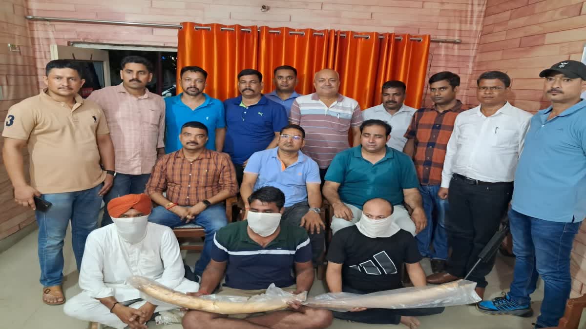 Wildlife Smugglers Arrested with Elephant Tusks