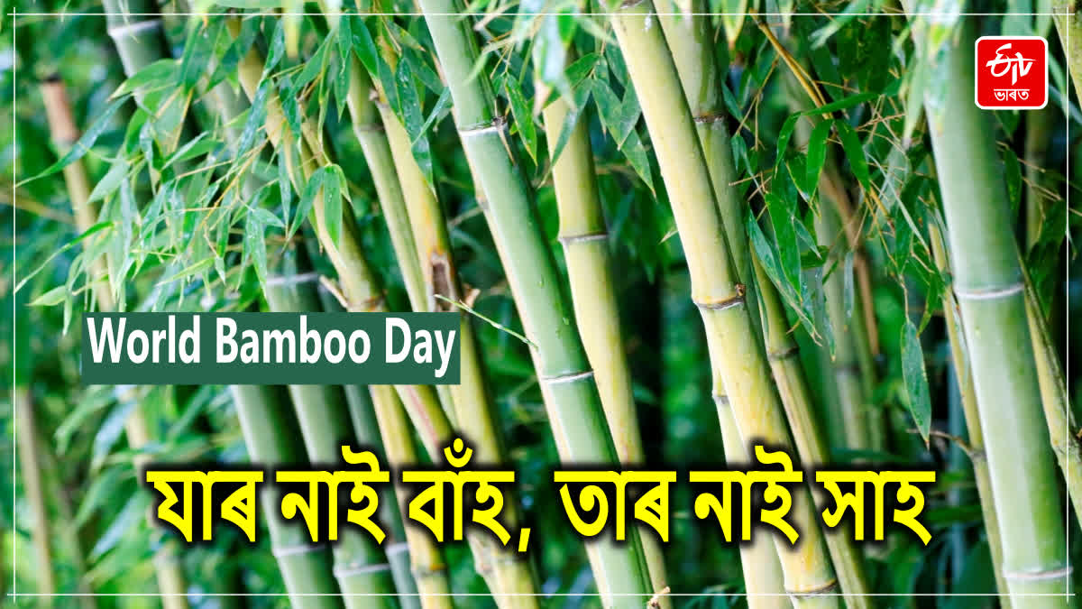 World Bamboo Day