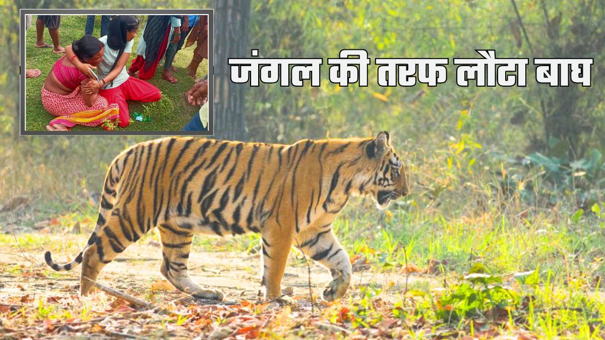 man eater tiger in Bihar