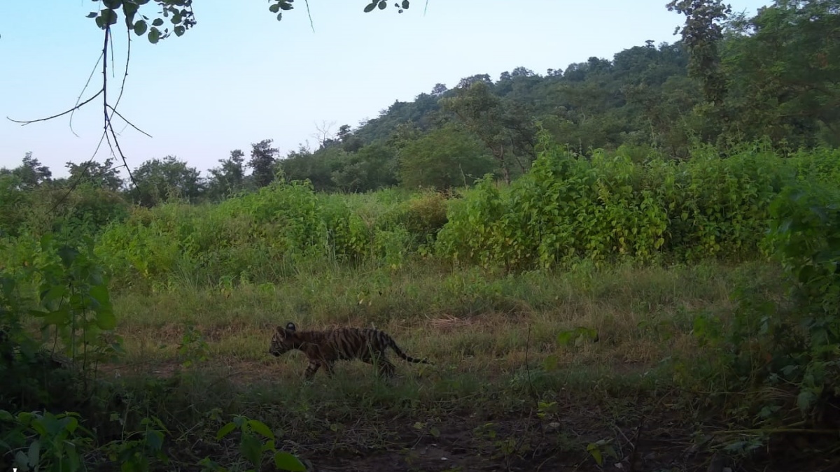 Photo camera trap of baby cub