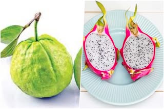 guava_vs_dragon_fruit