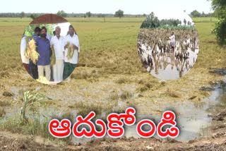 CROPS DAMAGED BY HEAVY RAINS