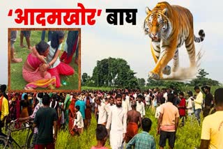 man eater tiger in Bihar