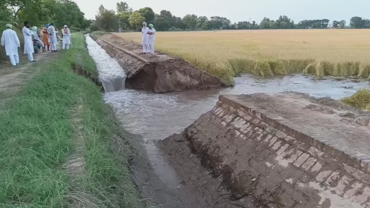 Hundreds of acres of mature paddy crops were flooded due to the breakdown of a small canal in Ghargana of Mansa