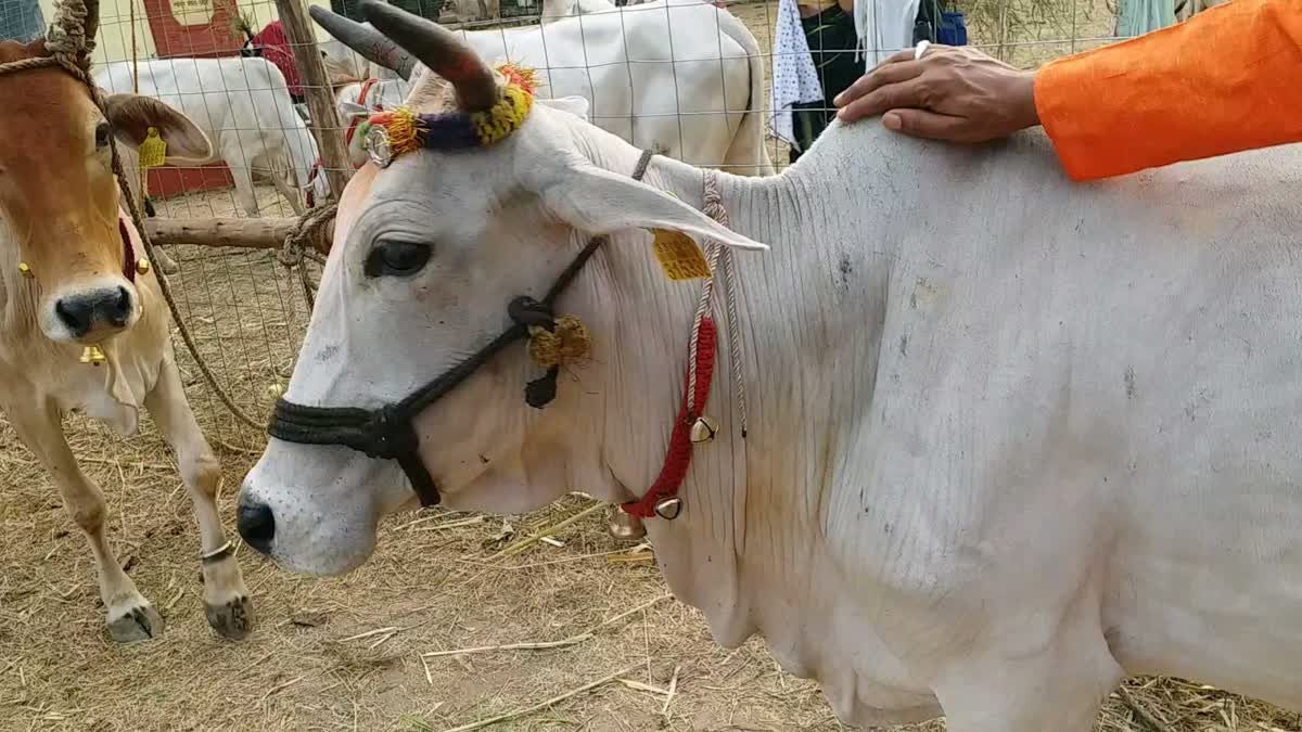 Chhappan Bhog organized for cows